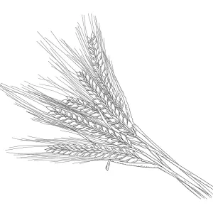 Barley Barley