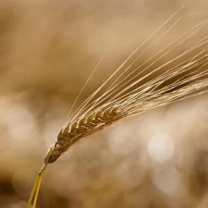 Barley ear (Hordeum vulgare)