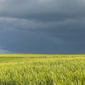 Barley field -Hordeum vulgare- against a dark gray sky, Thuringia, Germany