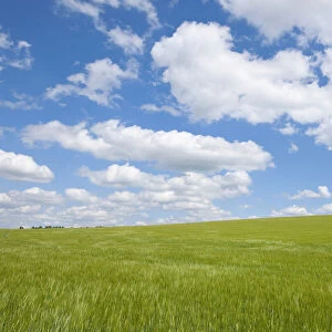 Barley field -Hordeum vulgare- in spring with blue sky and cumulus clouds, Thuringia, Germany