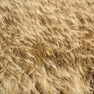 Barley field, ripe Barley -Hordeum vulgare-, Bavaria, Germany