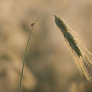 Barley -Hordeum vulgare-, ear with morning dew, Thuringia, Germany