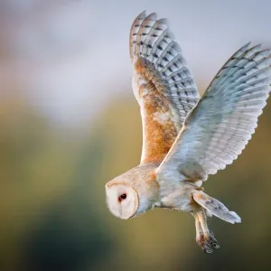 Barn Owl Barn Owl