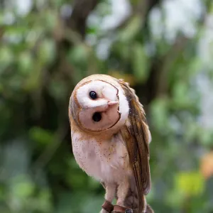 Barn Owl in doubt action