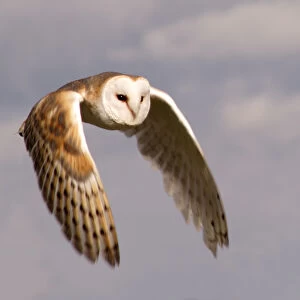 Barn Owl in flight