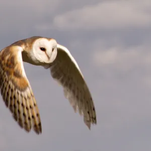 Barn Owl in flight