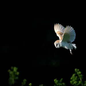 Barn Owl Hunting