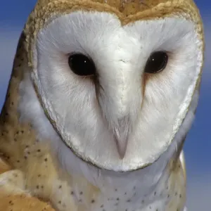 Barn Owl Portrait Print Against Blue Sky Barn Owl Portrait Print Against Blue Sky