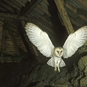 Barn Owl -Tyto alba- in flight in a barn