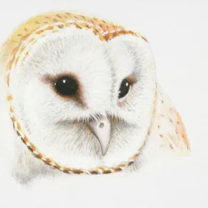 Barn Owl, Tyto alba, front view