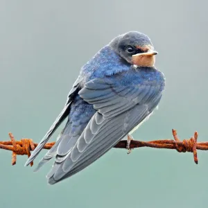 Barn Swallow Barn Swallow