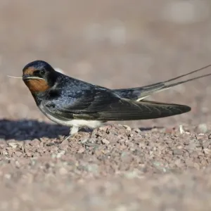 Barn Swallow Print