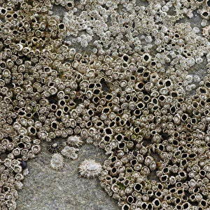 Barnacles -Balanidae- and Limpets -Patellidae- in the surf zone on a rock, Sandoy, Faroe Islands, Denmark