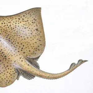 Barndoor Skate, Raja laevis, front view