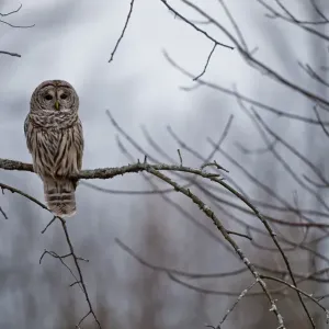 Barred Owl