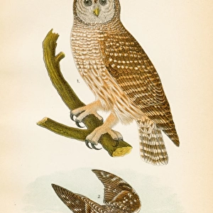 Barred owl bird lithograph 1890