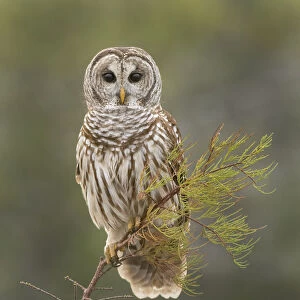 Barred Owl on Perch in Everglades