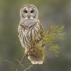 Barred Owl Print on Perch in Everglades Barred Owl Print on Perch in Everglades