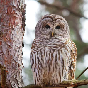 Barred owl perched in tree