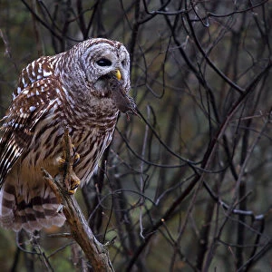 Barred owl with vole
