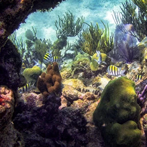 Barrier Reef Wildlife in the Cayman Islands