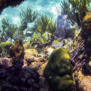 Barrier Reef Wildlife Print - Colorful Fish and Coral Barrier Reef Wildlife Print - Colorful Fish and Coral