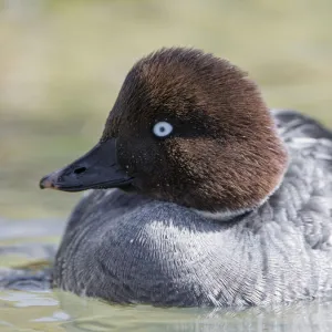 Barrows Goldeneye duck