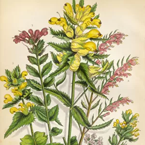 Bartsia, Alpine Bartsia, Eyebright, Rattle, Victorian Botanical Illustration