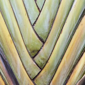 Base of a Travellers Palm -Ravenala madagascariensis-, rare type of a fan palm, detail view