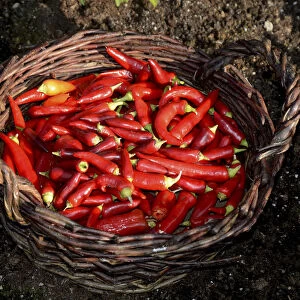 Basket with red chili peppers