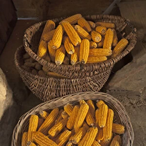 Baskets with corn cobs -Zea mays subsp. mays- filled, Bavaria, Germany