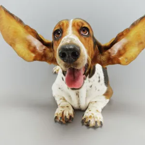 Basset Hound with Outstretched Ears