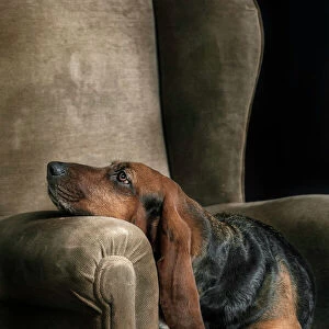 Basset hound portrait in studio