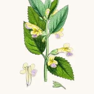 Bastard Balm Print, 1860s Botanical Illustration Bastard Balm Print, 1860s Botanical Illustration