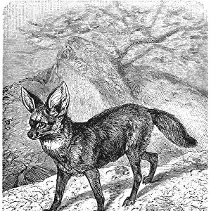 The bat-eared fox (Otocyon megalotis)