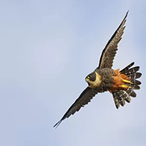 Bat Falcon in flight