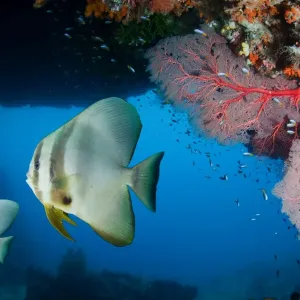 Batfish Pair Print - West Papua Underwater Scene