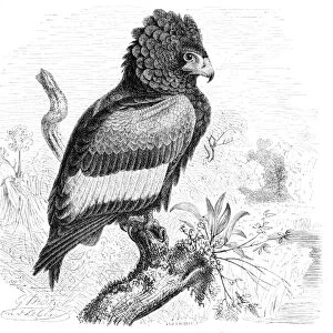 Bateleur eagle engraving 1892