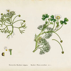 Baudotas Crowfoot, Ranunculus Baudotii vulgaris, Victorian Botanical Illustration, 1863