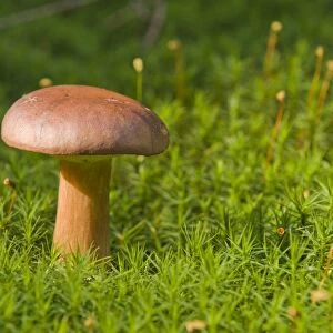 Bay Bolete mushroom (Xerocomus badius)