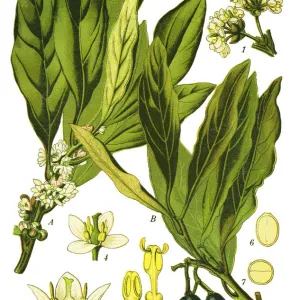 bay tree, laurel, sweet bay, true laurel, Grecian laurel