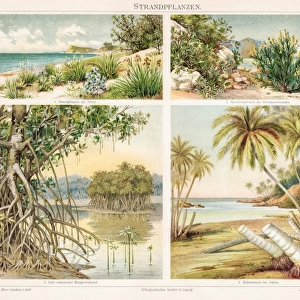 Beach plants chromolithograph 1895