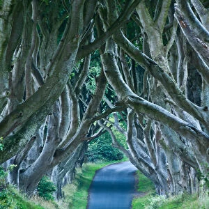 Beach trees on road in Northern Ireland