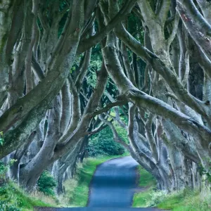 Beach trees on road in Northern Ireland