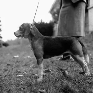 Beagle Beagle