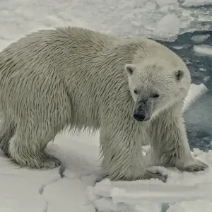 Oso en terreno frágil. Oso en terreno frágil.
