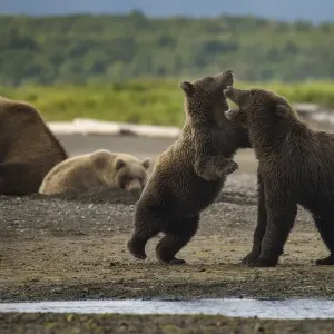 Bear hang out Bear hang out