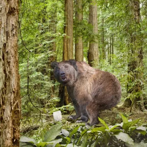 Bear Squatting in Dense Woods