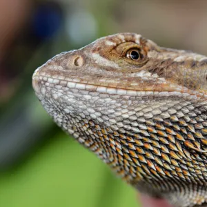 Bearded dragon face. Reptile closeup portrait