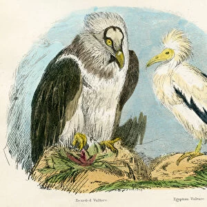 Bearded and Egyptian vultures bird engraving 1893